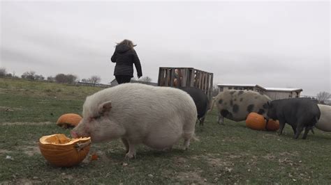 We All Need To Hand Over Our Leftover Pumpkins To These Rescue Pigs