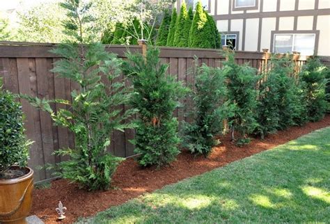 Fast Growing Trees For Privacy Backyard Landscaping Privacy