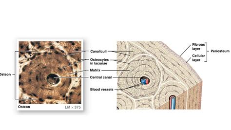 Check spelling or type a new query. Bone labeled diagram | Histology slides, Diagram, Labels