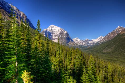 Parks Canada Forests Scenery Mountains Jasper Trees Fir Nature Trees