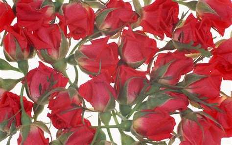 Wallpaper Flowers Red Lie Flower Roses Petal Buds Land Plant