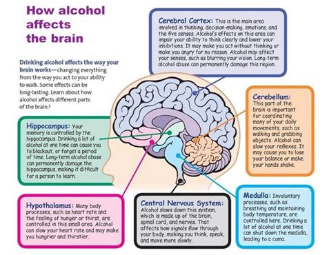 How Does Alcohol Affect The Brain And Central Nervous System