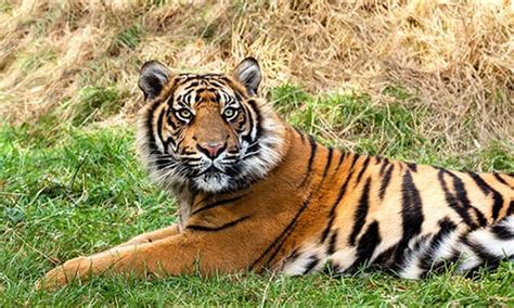 Sumatran Tiger Listed As Critically Endangered On Iucn List