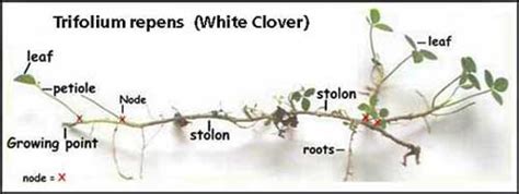 How To Grow White Clover