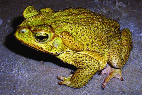 Sapo Cururu Rhinella Icterica Os Anfíbios Possuem Glândulas De Muco