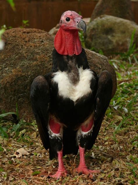 Sarcogyps Calvus Lappengeier Red Headed Vulture Birds Of Prey Old World Vultures Birds