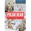 In The Land Of Ice Bears Polar Bear Fun Facts  Photos