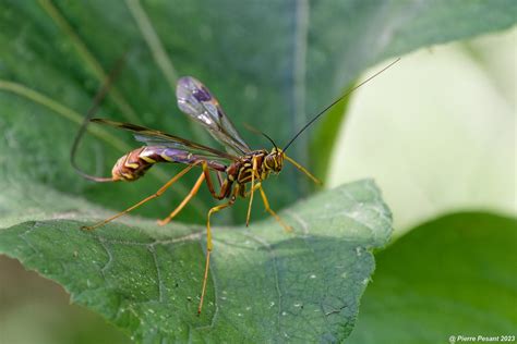 Rhysse Cannelle Giant Ichneumon Wasp Megarhyssa Macruru Flickr
