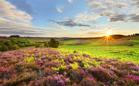 Lassen sie sich von den weiten diese landschaft ist überzogen von bizarren granitformationen wie z.b. Sunset in Hampshire, England | Landschaftsbau, Blumenbaum