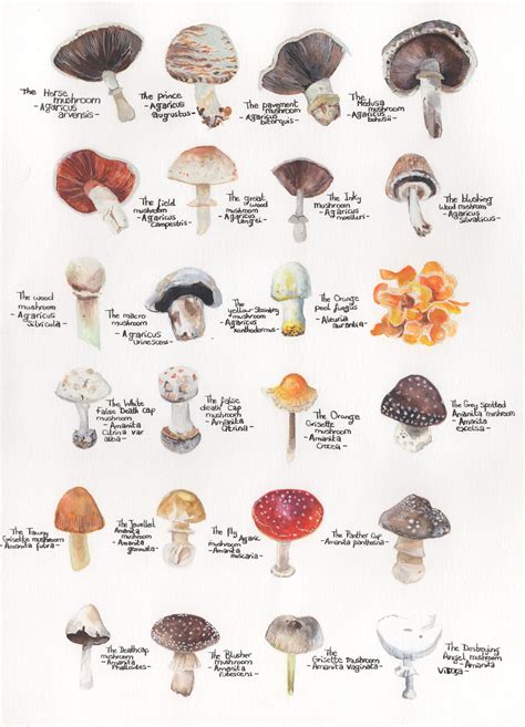 Aggregate 91 About Mushroom Identification Australia Latest Nec