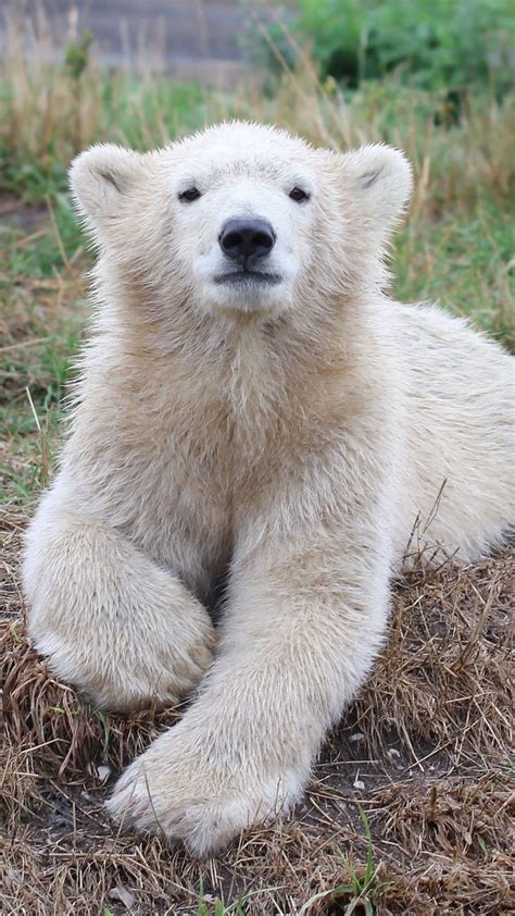 17 Best Images About Bears On Pinterest Polar Bear Cubs The
