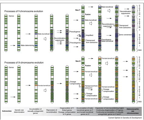 Figure 1 From A Dynamic View Of Sex Chromosome Evolution Semantic