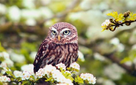 Spring Owl Wallpapers Top Free Spring Owl Backgrounds Wallpaperaccess