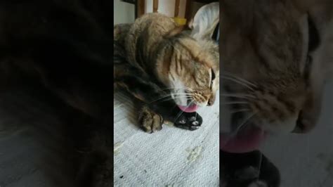 Grooming Cat 足をキレイに伸ばして🐾ペロペロ毛づくろい猫😺あじこさん💛 Cat 猫 Shorts Youtube