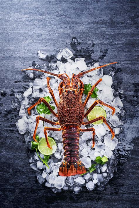 Download Lobster Background