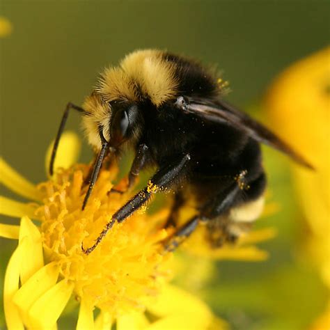 Yellow Faced Bumble Bee Bombus Bugguidenet
