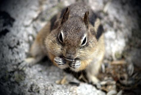 Alpine Chipmunk Facts Characteristics Habitat And More Animal Place