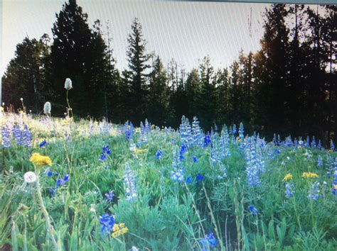Montana wildflowers | Montana wildflowers, Wild flowers ...