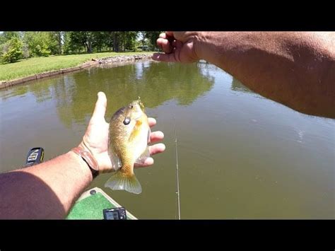 How To Catch Bluegill Bank Fishing