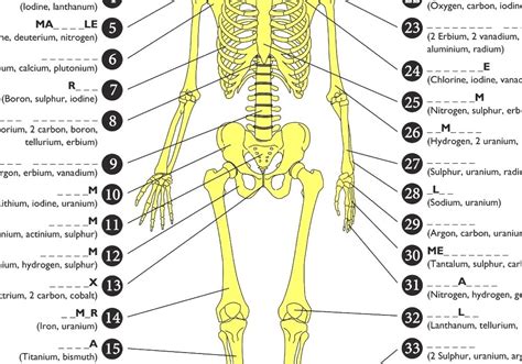 List Of Bones Of The Human Skeleton All Of The Bones In The Human Body