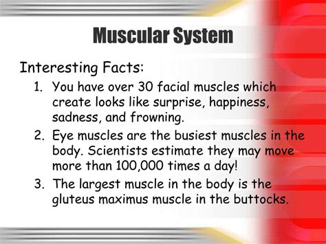 3 Fun Facts About The Muscular System Fun Guest