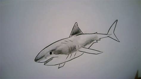 Como Dibujar Un Tiburón En 14 Pasos How To Draw A Shark In 14 Steps