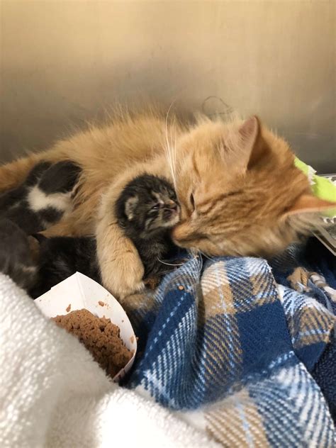 Stray Cat Helps Raise Newborn Kittens When Their Mom Gets Sick The Dodo