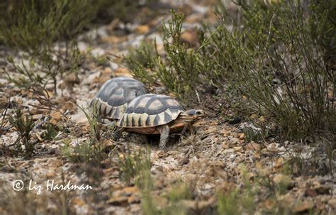Angulate Tortoise On The Chase Nature On The Edge