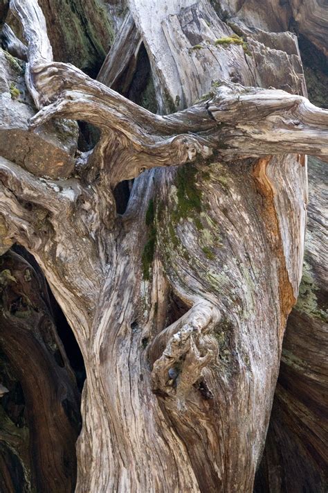 Free Images Driftwood Nature Rock Branch Structure Wood Texture