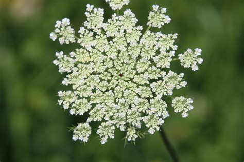 How To Tell The Difference Between Poison Hemlock And Queen Annes Lace