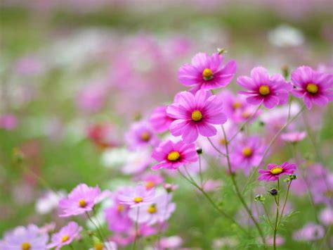 Cosmos Grass Blurry Grass Flowers Nature Pink Glare Field Hd