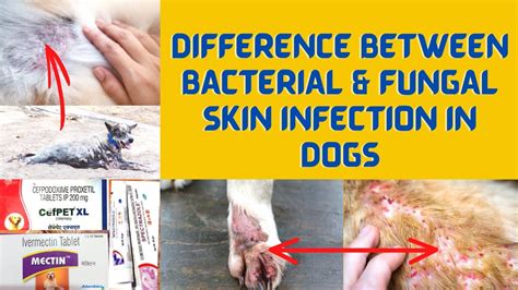 Difference Between Bacterial And Fungal Skin Infection In Dogs कुत्ते