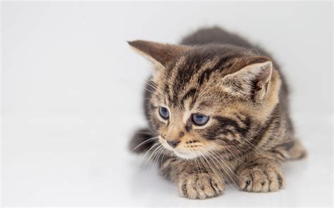 Download 150+ royalty free cartoon cat cute kitten pocket vector images. Download wallpapers cute kitten, little cute cat, kitten ...