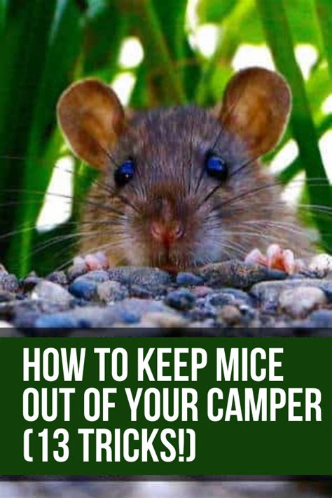 By melanie campbellpublished july 24, 2017last updated january 26, 2019. How to Keep Mice Out of Your Camper (13 Tricks!) | Camper ...