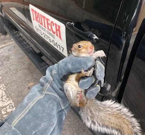 Squirrel Control In Kansas City Trutech Wildlife Service