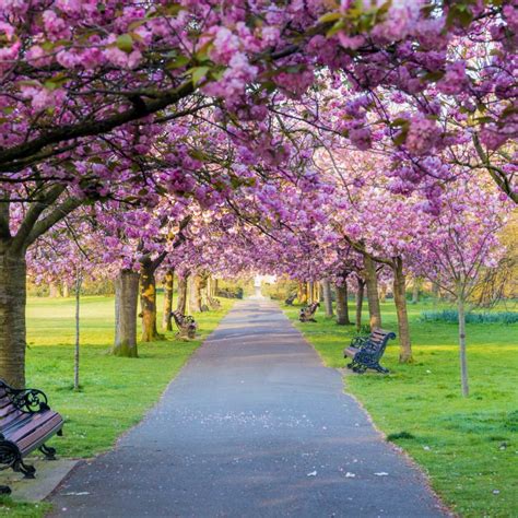 Lista 92 Foto Arboles De Cerezo En Corea Del Sur Lleno