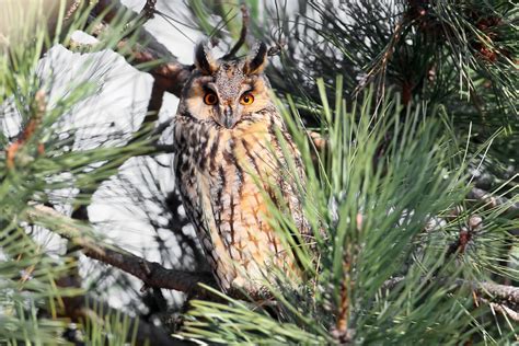 Owls In Kansas 8 Sunflower State Species To Look For