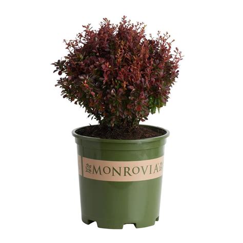 Monrovia Yellow Pygmy Ruby Barberry Flowering Shrub In Pot With Soil