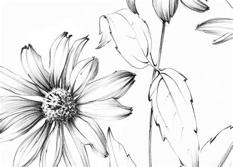 Daisy Flower Ukrainian Artist Sketch April Birth Flower Large Print