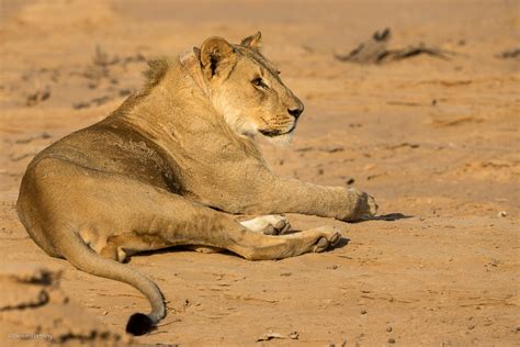 5 Ways Namibias Desert Adapted Lions Will Awe You