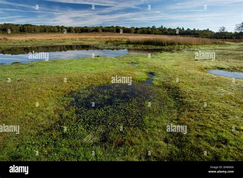 A Biodiverse New Forest Pond Burley Moor East Pond With Wet Grassland