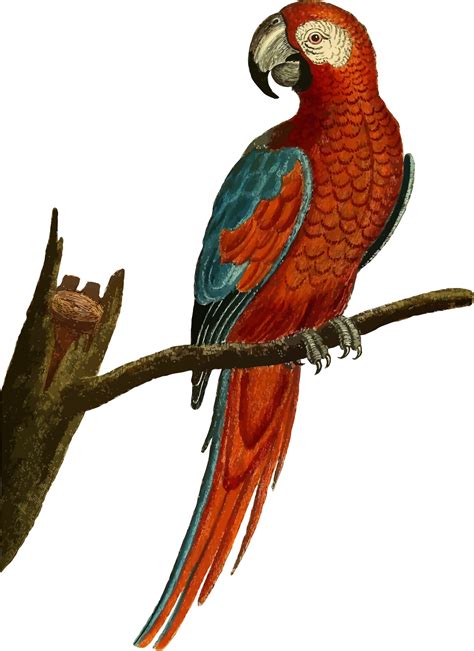 Parrot Clipart Vintage Parrots Exotic Birds Digital Clip Art High The