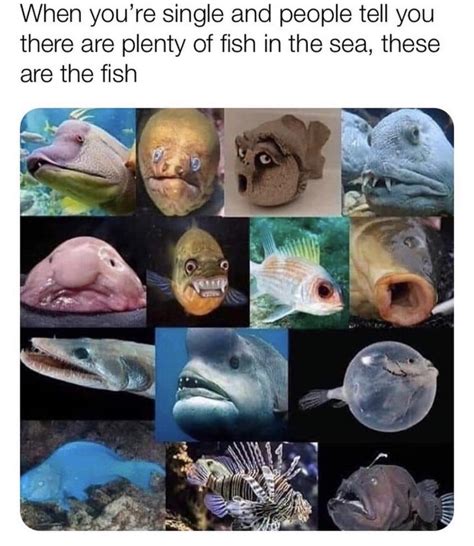 There Are Plenty Of Ugly Fish In The Sea Rmeme