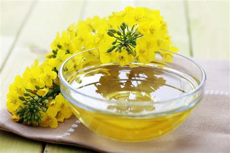 12 Health Benefits Of Canola Oil You Need To Know