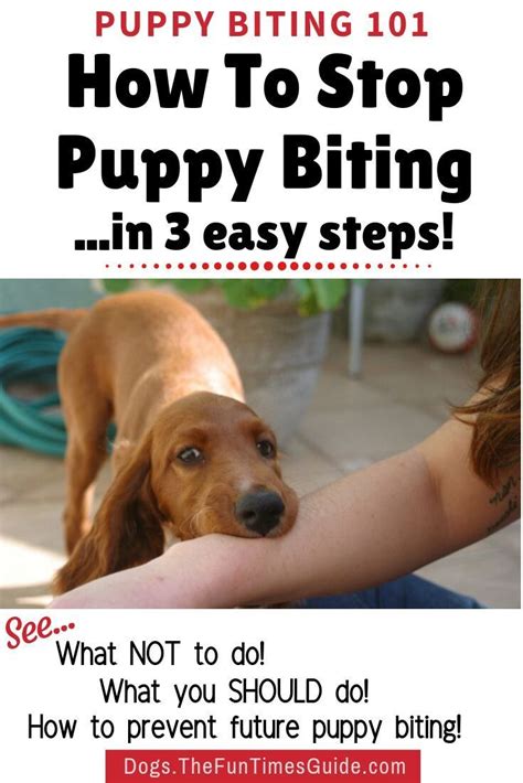 Good luck, and happy training! How To Stop Puppy Nipping & Biting: Why Do Puppies Bite ...
