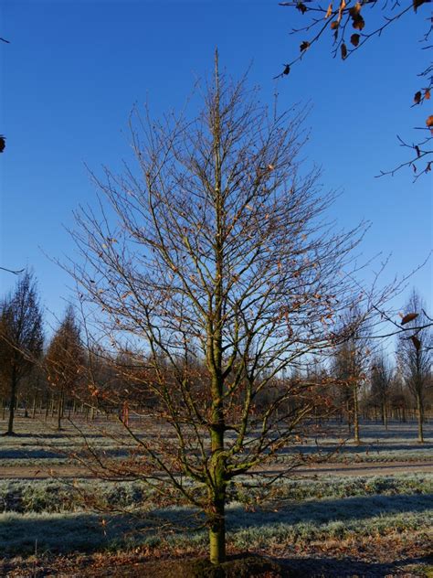 Fagus Sylvatica Aspleniifolia Fern Leaved Beech Van Den Berk