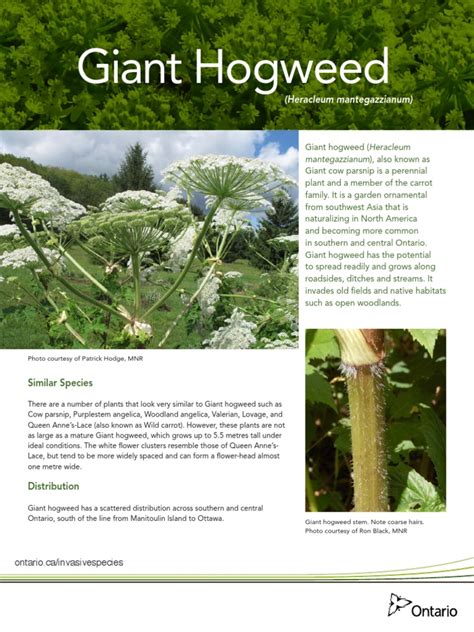 Giant Hogweed Fact Sheet Plants Botany