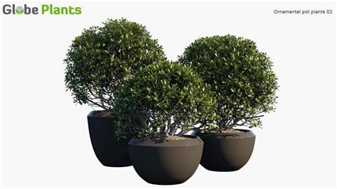 Ornamental plant transparent images (2,093). Ornamental Pot Plant 02 - Pittosporum Tobira - Globe Plants