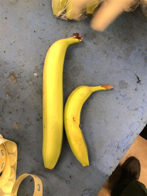 Giant Banana Banana For Scale Rbananasforscale