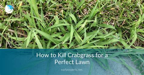 How To Kill Crabgrass For A Perfect Lawn Jocoxloneliness